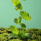Mint Eucalyptus 4-Pack